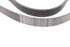 Ремінь генератора поліклиновий CONTINENTAL Contitech 7PK2120 (фото 2)