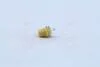 Лампа розжарювання 12v 1,5w Bx8,5d YELLOW (вир-во Narva) NARVA 17050CP (фото 3)