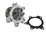 Насос охолоджуючої рідини, з ущільненням MINI (R50, R53) TOYOTA AURIS, COROLLA, YARIS 1.3/1.4D 09.02-12.18 THERMOTEC D12093TT (фото 2)