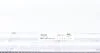 Інтеркулер VW TRANSPORTER T5 MAHLE MAHLE / KNECHT CI 242 000P (фото 3)